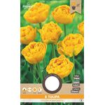 Tulpen bloembollen Yellow Pomponette